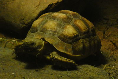 Close-up of turtle in sea