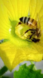 Extreme close-up of bee pollinating on yellow flower