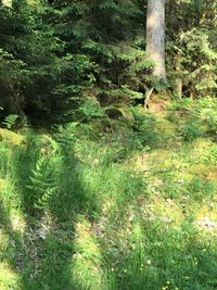 Trees growing on field in forest