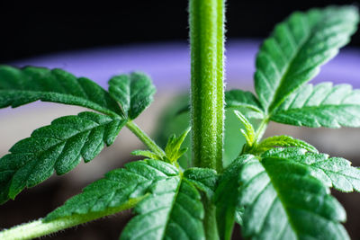 Close-up of fresh green plant