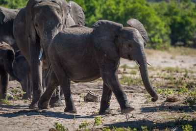 African elephant family walking in forest