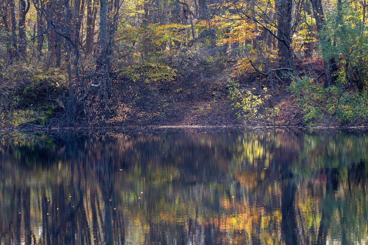 tree, reflection, plant, forest, water, tranquility, lake, beauty in nature, land, trunk, nature, no people, tree trunk, tranquil scene, growth, scenics - nature, day, waterfront, woodland, outdoors, change, swamp, reflection lake