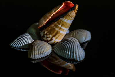 Close-up of seashell on sea against black background