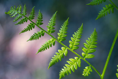 Beautiful ferns growing in the late spring woodlands.