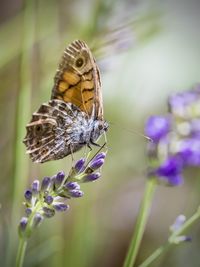 Close-up of butterfly pollinating on flower