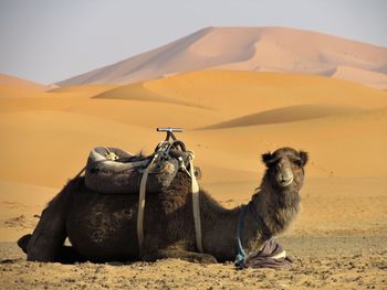 View of a horse on sand