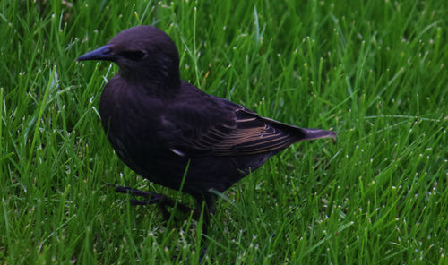 Close-up of a bird on grass