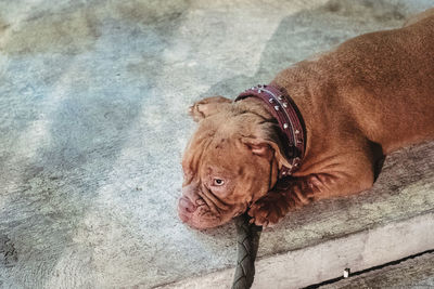 High angle view of dog looking away