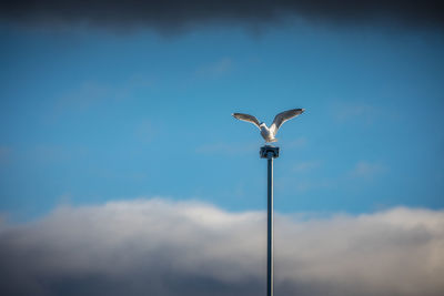 Low angle view of seagull flying against sky