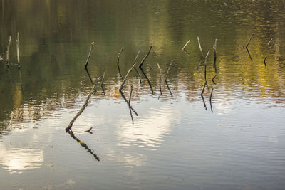 Birds in lake