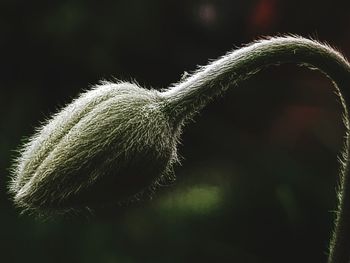 Close-up of flower growing outdoors