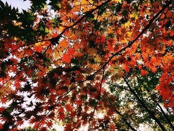 Low angle view of autumn trees