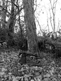 Damaged tree trunk in forest