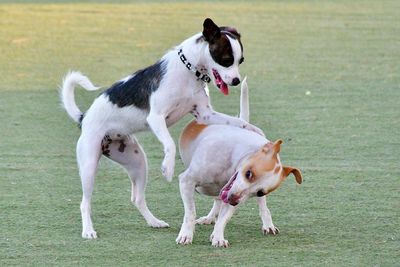 View of two dogs on field