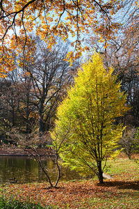 View of trees in forest during autumn