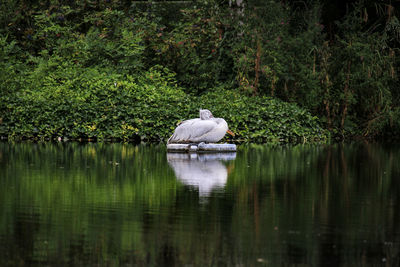 Duck floating on a lake