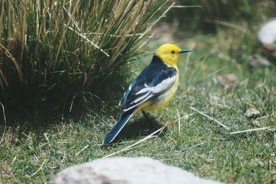 Close-up of bird perching on field