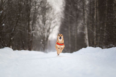 Dog running on snow covered land