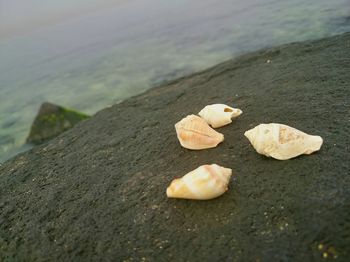 Rocks on shore