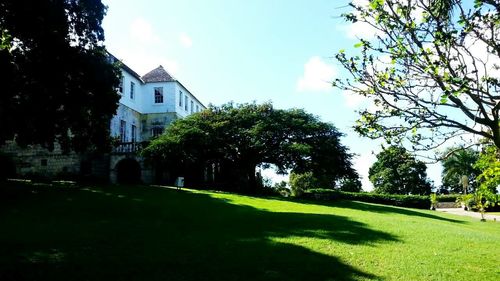 Trees in lawn