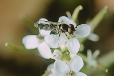 Closeup high angle view of a hover fly on a white flower