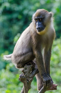 Portrait of monkey sitting outdoors