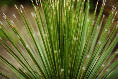 Full frame shot of palm tree