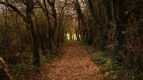 Trees in forest during autumn