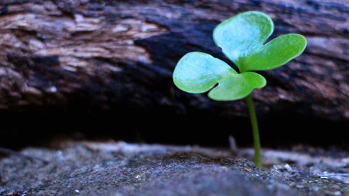 Close-up of small plant growing on rock