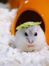 Close-up portrait of white rodent