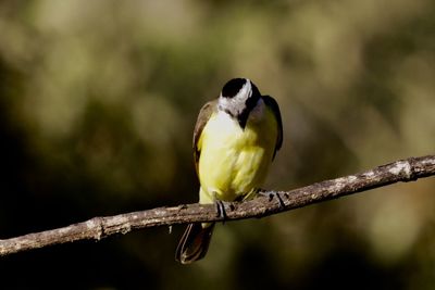 Close-up of bird perching on branch