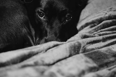 Close-up of dog at home