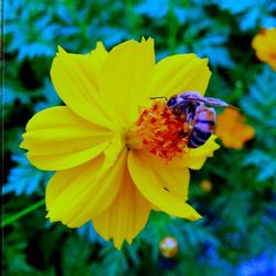 Close-up of bee pollinating on yellow flower