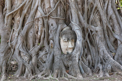 Statue of buddha in tree trunk