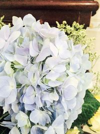 Close-up of white flowers