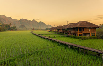 Scenic view of agricultural field against sky during sunset