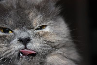 Close-up portrait of cat