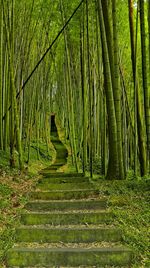 Walkway amidst trees in forest