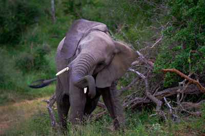 Elephant in a forest