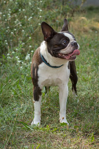 Dog standing on grass