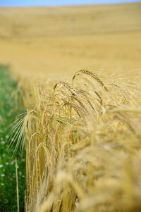 Close-up of wheat field