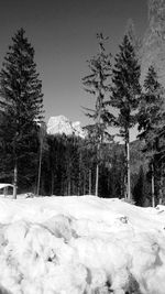 Pine trees on snow covered field against sky