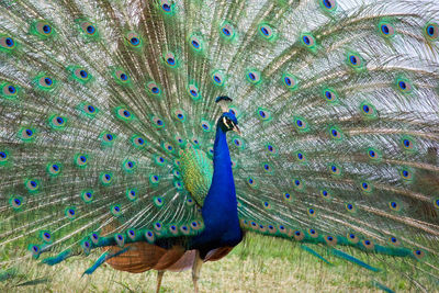 peacock