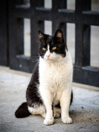 Close-up portrait of cat