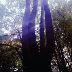 Low angle view of trees in forest