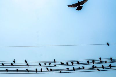 Low angle view of birds flying against clear sky