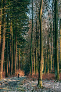 Trees in forest