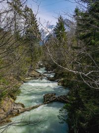 Scenic view of stream amidst trees in forest against sky