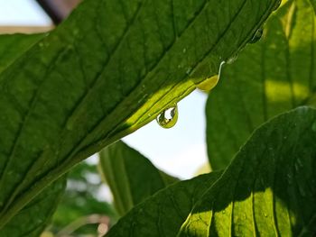 Close-up of raindrops on leaf