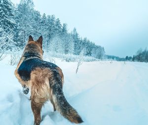 View of a dog on snow covered land